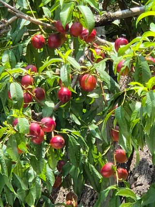 최호용님의 자유주제 · 자유게시판 작성글 사진