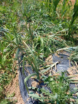 강성흔목사 님의 자유주제 · 자유게시판 작성글 사진