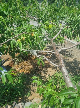 김용대님의 자유주제 · 자유게시판 작성글 사진