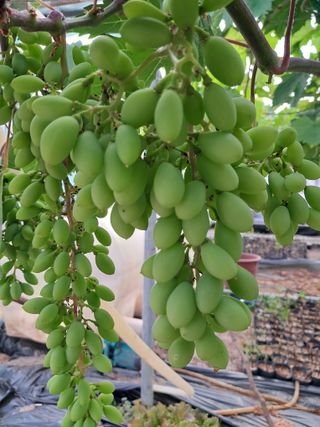 포도님의 자유주제 · 자유게시판 작성글 사진