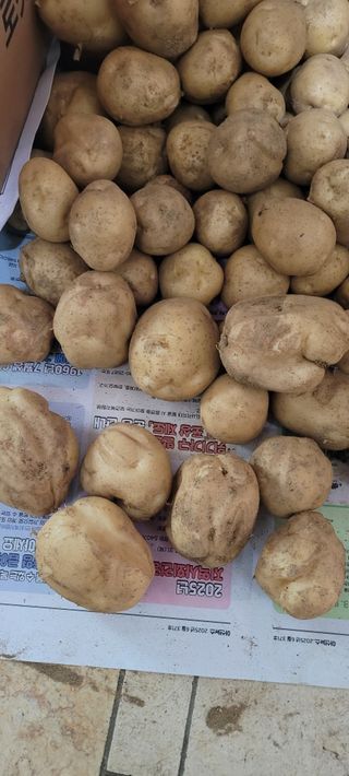 살구15128님의 농사, 무엇이든 물어보세요! · 참여글 작성글 사진