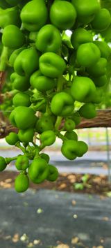 팜모닝 자유주제·자유게시판 게시글 이미지