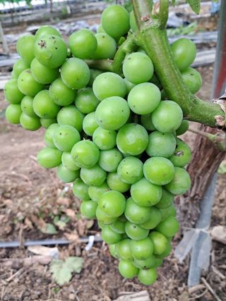 포도님의 자유주제 · 자유게시판 작성글 사진