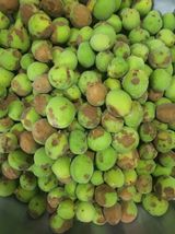 팜모닝 농사, 무엇이든 물어보세요!·참여글 게시글 이미지