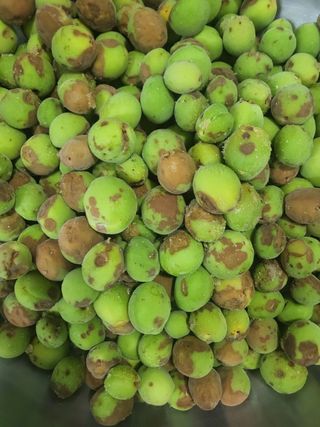 인생과삶님의 농사, 무엇이든 물어보세요! · 참여글 작성글 사진