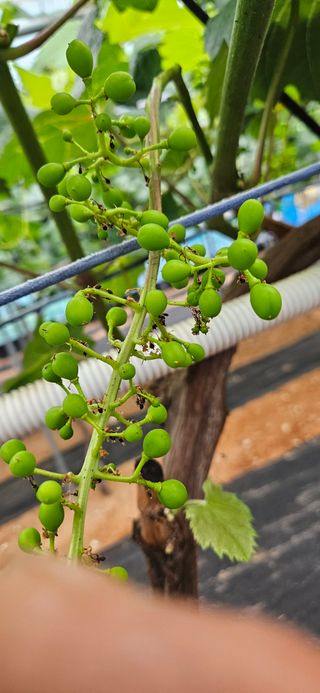 ♡ 예린농원 농장님의 자유주제 · 자유게시판 작성글 사진