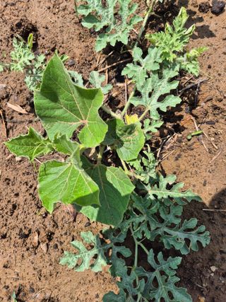 김상진님의 자유주제 · 자유게시판 작성글 사진