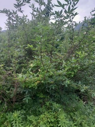 김민수산에서농사중님의 자유주제 · 자유게시판 작성글 사진