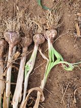 팜모닝 농사, 무엇이든 물어보세요!·참여글 게시글 이미지