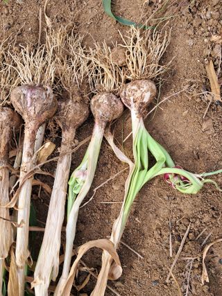 서상기 은퇴농장님의 농사, 무엇이든 물어보세요! · 참여글 작성글 사진