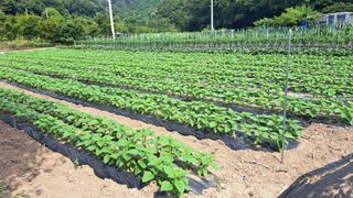 양촌.조규윤님의 자유주제 · 자유게시판 작성글 사진