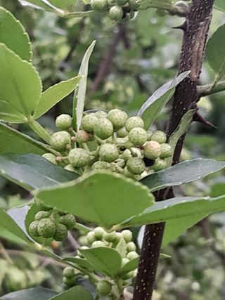 김민수산에서농사중님의 자유주제 · 자유게시판 작성글 사진