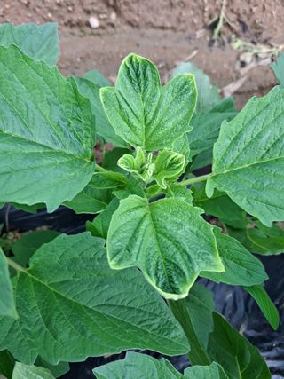 초보굴백이님의 자유주제 · 자유게시판 작성글 사진