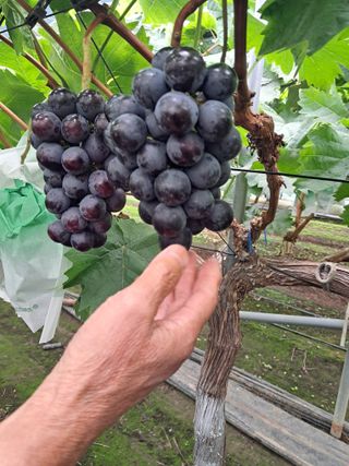 포도님의 자유주제 · 자유게시판 작성글 사진