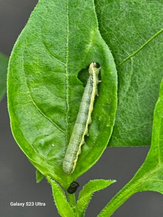 양철주님의 농사, 무엇이든 물어보세요! · 참여글 작성글 사진