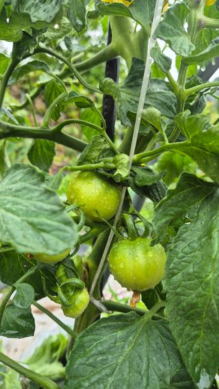 이애숙님의 자유주제 · 자유게시판 작성글 사진