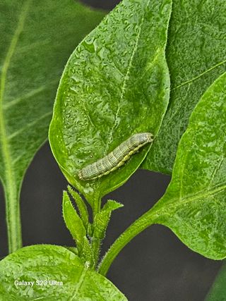 양철주님의 농사, 무엇이든 물어보세요! · 참여글 작성글 사진