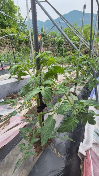 이애숙님의 자유주제 · 자유게시판 작성글 사진