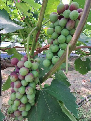 포도님의 자유주제 · 자유게시판 작성글 사진