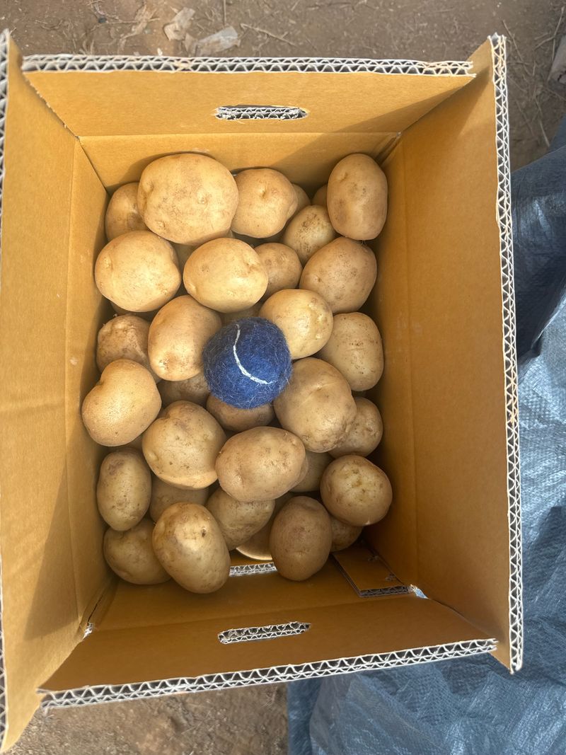 중근님님의 장터 판매 상품 [서산 수미감자 특-대혼합 10kg] 첨부 사진