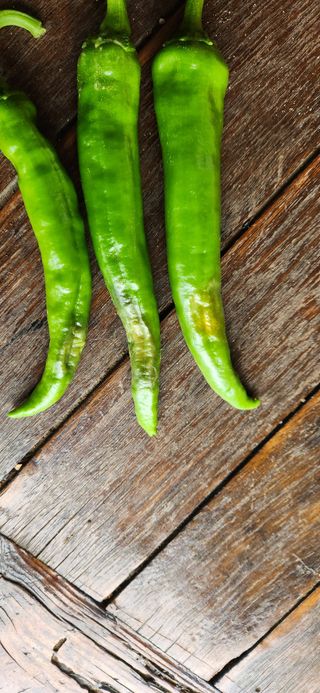 병아리농사꾼님의 농사, 무엇이든 물어보세요! · 참여글 작성글 사진