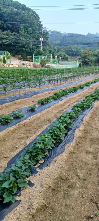 김두현님의 자유주제 · 자유게시판 작성글 사진