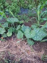 팜모닝 농사, 무엇이든 물어보세요!·참여글 게시글 이미지