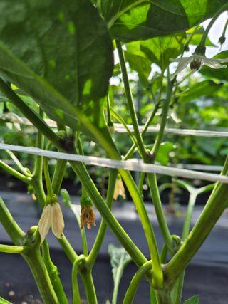 외동농장님의 고추 · 병해충상담 작성글 사진