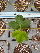 팜모닝 농사, 무엇이든 물어보세요!·참여글 게시글 이미지