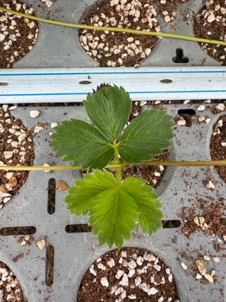 호이님의 농사, 무엇이든 물어보세요! · 참여글 작성글 사진