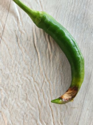 텃밭입문님의 농사, 무엇이든 물어보세요! · 참여글 작성글 사진