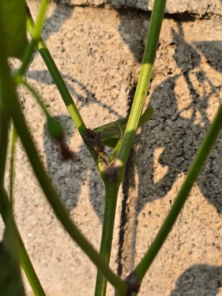 시골살이좋아요님의 자유주제 · 자유게시판 작성글 사진