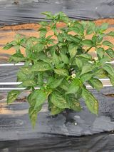 팜모닝 고추·병해충상담 게시글 이미지