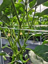 팜모닝 고추·병해충상담 게시글 이미지