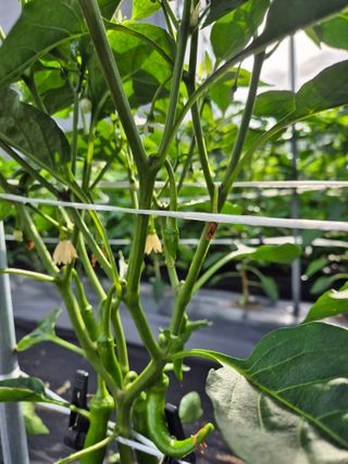 외동농장님의 고추 · 병해충상담 작성글 사진