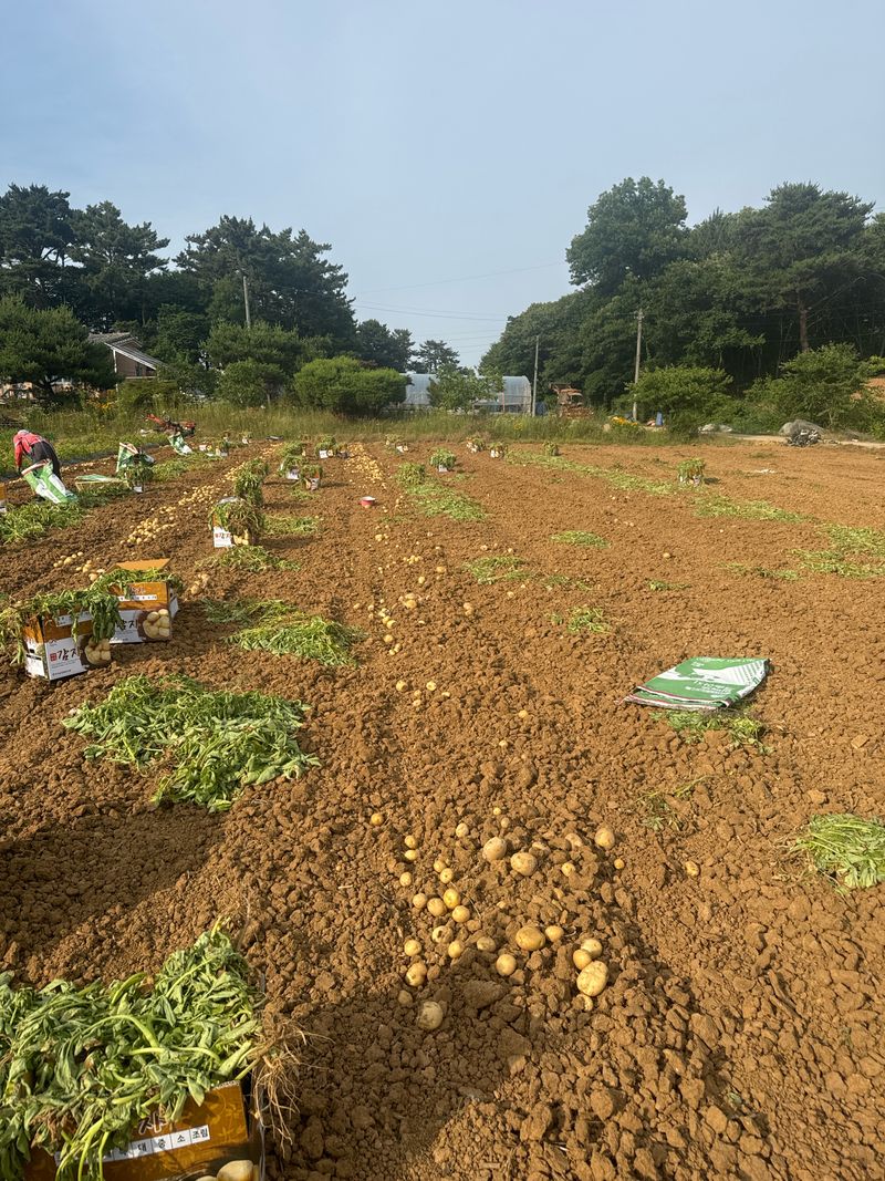 중근님님의 장터 판매 상품 [서산 수미감자 특-대혼합 10kg] 첨부 사진