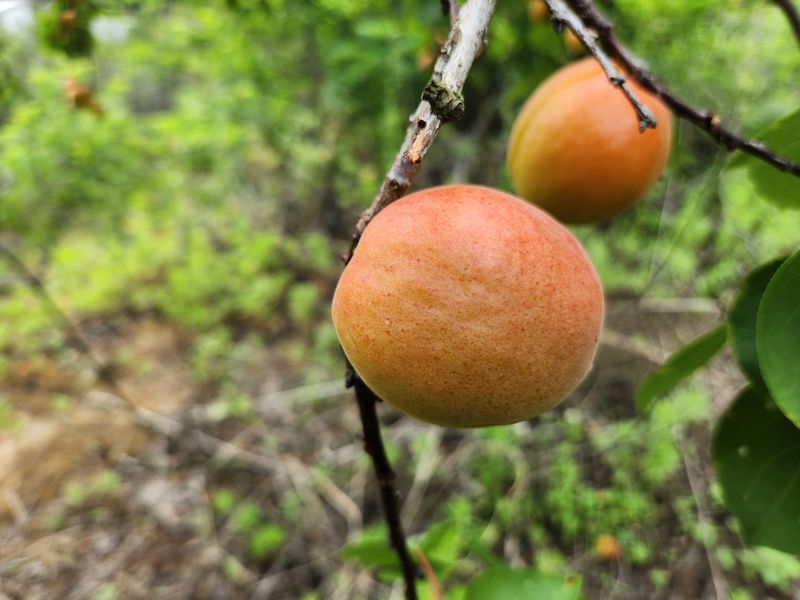 김육환님의 장터 판매 상품 [하코드살구 3kg] 첨부 사진