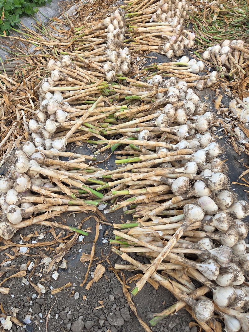 장터 상품 [마늘100개  중 ㆍ판매완료] 썸네일