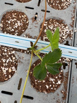 호이님의 농사, 무엇이든 물어보세요! · 참여글 작성글 사진