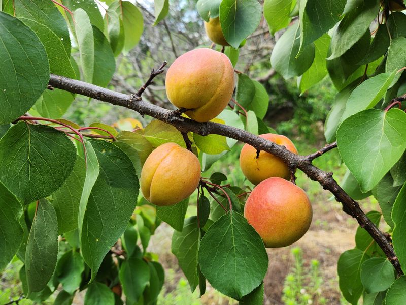 김육환님의 장터 판매 상품 [하코드살구 3kg] 첨부 사진