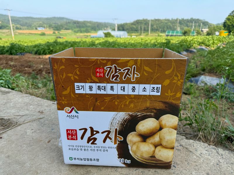 중근님님의 장터 판매 상품 [서산 수미감자 특-대혼합 10kg] 첨부 사진