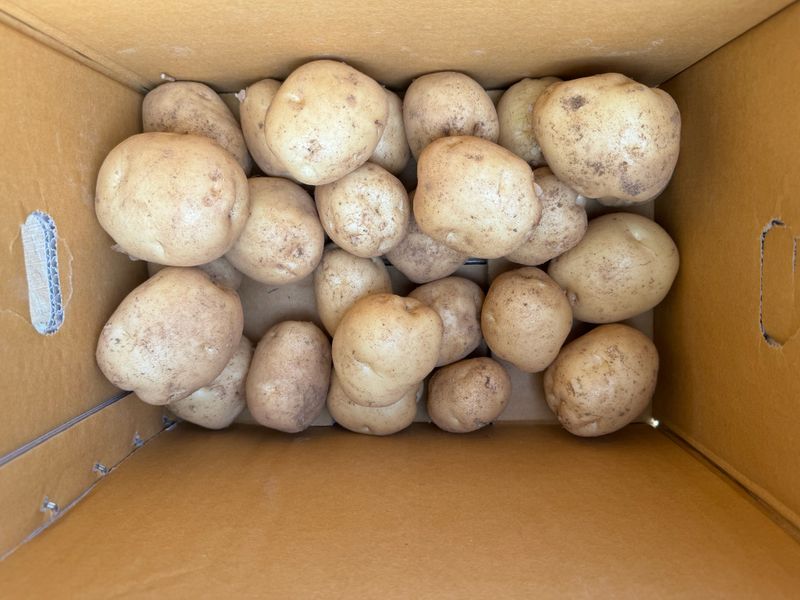 중근님님의 장터 판매 상품 [서산 수미감자 특-대혼합 10kg] 첨부 사진