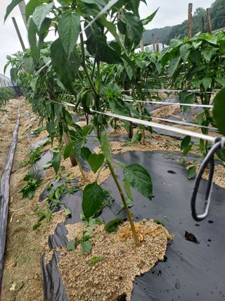 포천종삼농사꾼님의 자유주제 · 자유게시판 작성글 사진