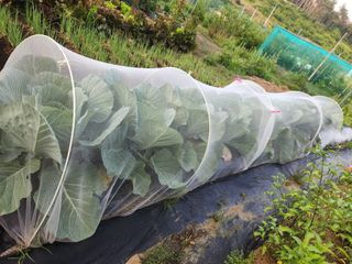 텃밭입문님의 농사, 무엇이든 물어보세요! · 참여글 작성글 사진