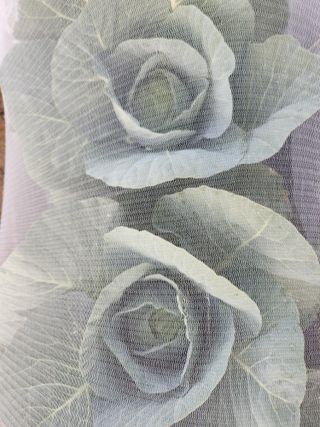 텃밭입문님의 농사, 무엇이든 물어보세요! · 참여글 작성글 사진