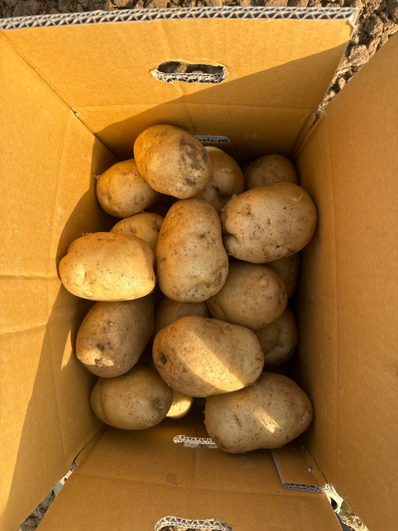 중근님님의 장터 판매 상품 [서산 수미감자 특-대혼합 10kg] 첨부 사진