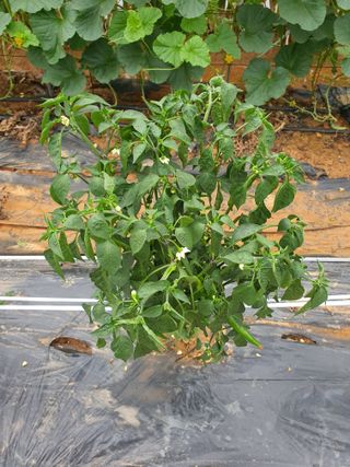 이용순님의 고추 · 병해충상담 작성글 사진