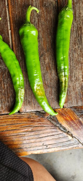 병아리농사꾼님의 농사, 무엇이든 물어보세요! · 참여글 작성글 사진