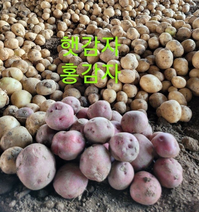 사랑꽃농장님의 장터 판매 상품 [ 햇 감자 혼합(홍감자+수미) 5kg] 첨부 사진