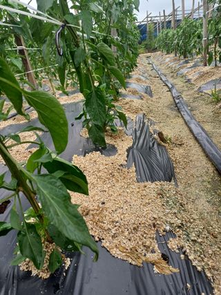 포천종삼농사꾼님의 자유주제 · 자유게시판 작성글 사진